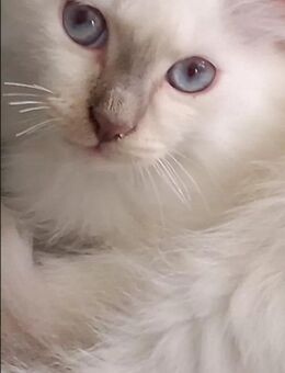 Heilige Birma Kitten in Chocolate & Lilac - Berlin