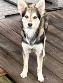 Wunderschöne Junghündin Mable auf Pflegestelle in Langenfeld in 40764