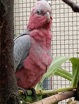 Rosa-Kakadus - Wachau
