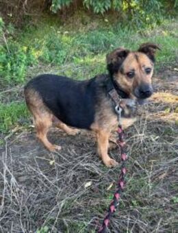 Gloria, liebevoller Mischling geb. 2020 - Remagen