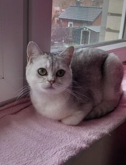 Bkh Katze - Greven (Nordrhein-Westfalen)