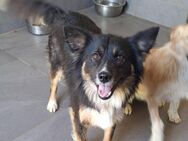Die so liebe💕Debby💕sucht ihre Menschen - Freilassing
