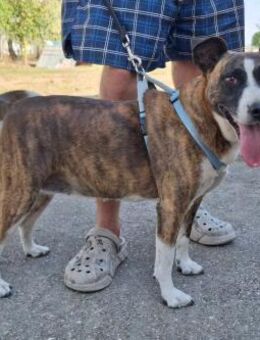 Liebe Hündin mit Freundin - Kappeln (Schleswig-Holstein)