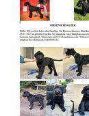 Riesenschnauzer-Welpen weiblich in 21255