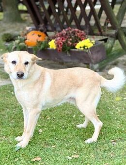 BIATA, Mix, geb. 7/2023 - Heidenrod