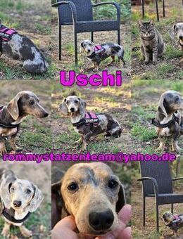 Uschi ist ein Hund der leisen Töne - Schafflund