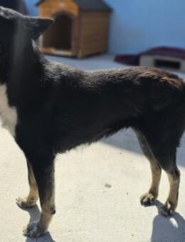 ELLA -sportlich, verschmust, wunderschön - Weilheim (Oberbayern)