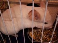 3 Chinchillas mit Käfig zu verkaufen. - Pforzheim