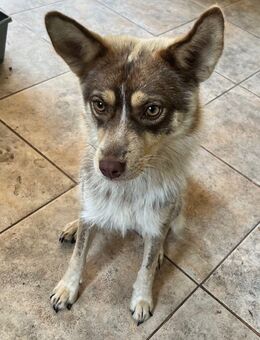 Kaya, sportliche Border Collie Mischlingshündin ❤️ - Herne Horsthausen