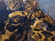 2 hübsche Bengal Mädchen zu verkaufen - Grevenbroich