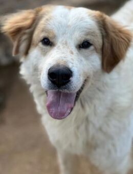 ELIOS - bildschön & menschenbezogen - Dänischenhagen