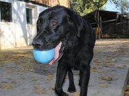 Die hübsche Shadow sucht ein Zuhause - Worms