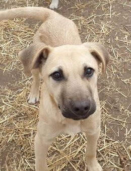 Hübscher, verspielter, junger Fako - Marktleugast