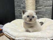 BKH Kitten Blue Point - Straubing