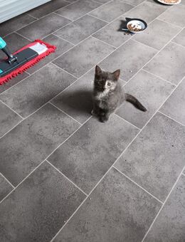 Katzenkitten - Oberhausen