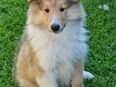 Collie Welpen junge sucht neue Familie in 72296
