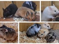 junge bunte Goldhamster Teddyhamster langhaariger Hamster - Neustadt (Sachsen) Hohwald