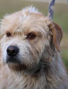 Cindy - herzensgut u. lieb - Lohra