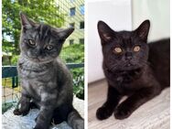 Britisch Kurzhaar Kitten! Zahm, zutraulich und verschmust! - Wuppertal