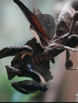 Brancsikia freyi, Gottesanbeterin - Aachen
