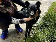 Soziale offene Hundedame AMBRA ♥️ - München