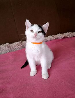 Liebevolle Britisch-Mix Kitten ab Mitte August abzugeben – Reservierung möglich - Siegbach