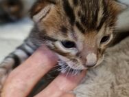 Reinrassige Bengal Kitten - Karlsruhe