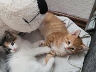4 Kleine mischlingsbaby Katzen suchen liebevolles Zuhause(alle reserviert) - Zossen