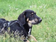 Unsere drei Terrier Griffon Nivermalsmischlingswelpen Tara, Jonny und Willy ca 5 Monate alt und ca 35-45 cm groß - Angern
