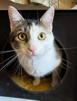 ASTERIX sucht Zuhause - Gefrees