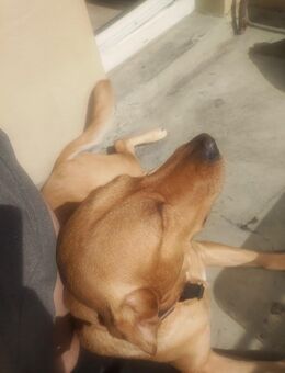 Labbi sucht Zuhause. - Berlin Treptow-Köpenick