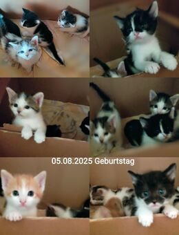 5 x BKH Kitten - Ölbronn-Dürrn