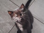 Kater sucht neues zuhause - Neuhausen (Eck)