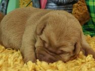 Rassetypische Labrador Welpen mit Ahnentafel in weiß und foxred - Königsberg (Bayern)