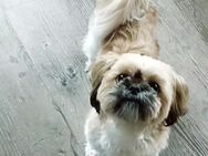 Shih-Tzu Welpen - Lauda-Königshofen