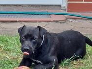 Patterdale-Terrier - Rathenow