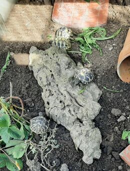 Griechische Landschildkröten aus 2024 - Zörbig