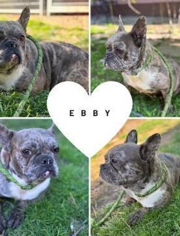 EBBY PP sucht IHRE Herzensmenschen - Neustadt (Rübenberge)