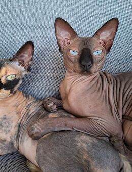 Katze und Kater - Lindenfels Zentrum