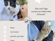 Skai und Tiggi aus dem Tierschutz Kreta - Grevenbroich