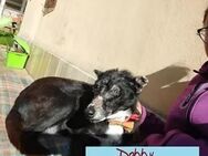 Dobby 🍀🍀🍀 sucht Patenschaft - Herxheim (Landau)