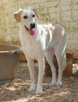 Luke sucht sein ZUhause - Fronreute