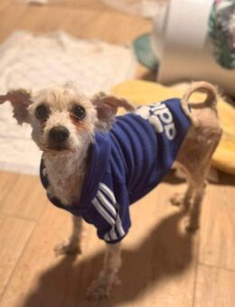 Dewi auf der Suche nach Streicheleinheit - Berlin