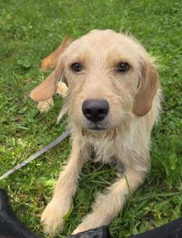 Rajka - eine Freundin fürs Leben - Obertshausen