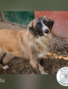 Balu: Liebevolle Frohnatur - Kirchzell