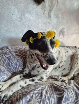 Liebe, gemütliche Hündin - Kappeln (Schleswig-Holstein)