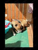 Bulldogge Dame sucht ein neues Zuhause in 72510