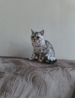 BKH Kater Silver Tabbi - Meißen