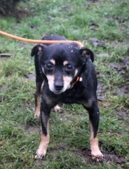 Bolek - ruhiger und lieber Senior - Rheine