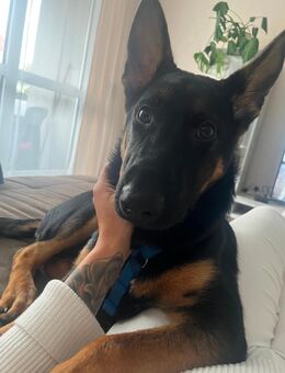 Schäferhund mix 6 Monate - Kümmersbruck